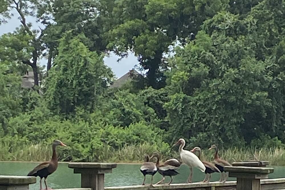 Photo of Others in Missouri City