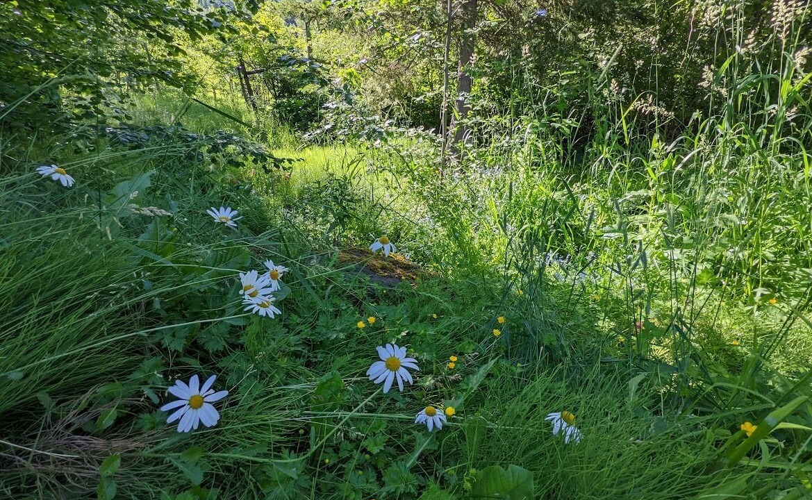 Photo of Outdoor in Bigfork