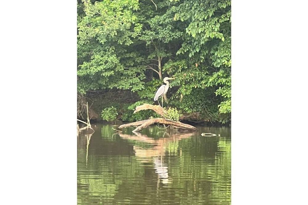 Photo of Others in Albemarle