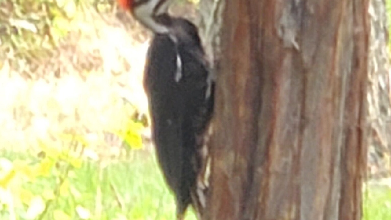 Photo of Outdoor in Big Arm