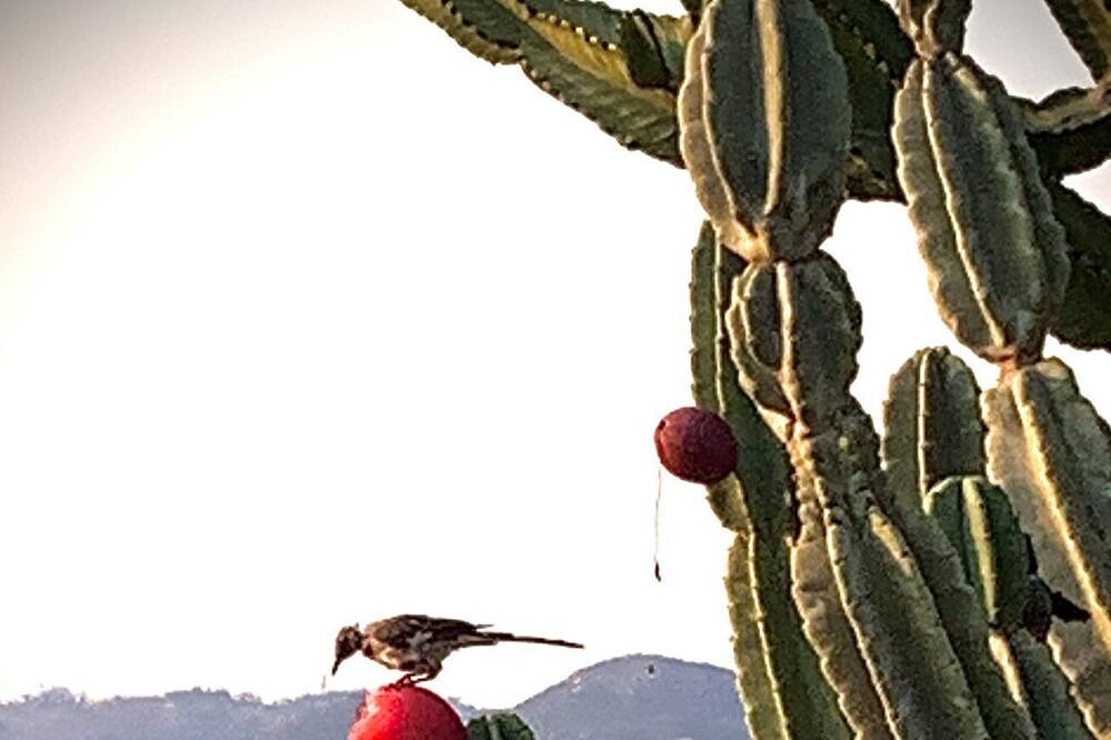Photo of Others in Escondido