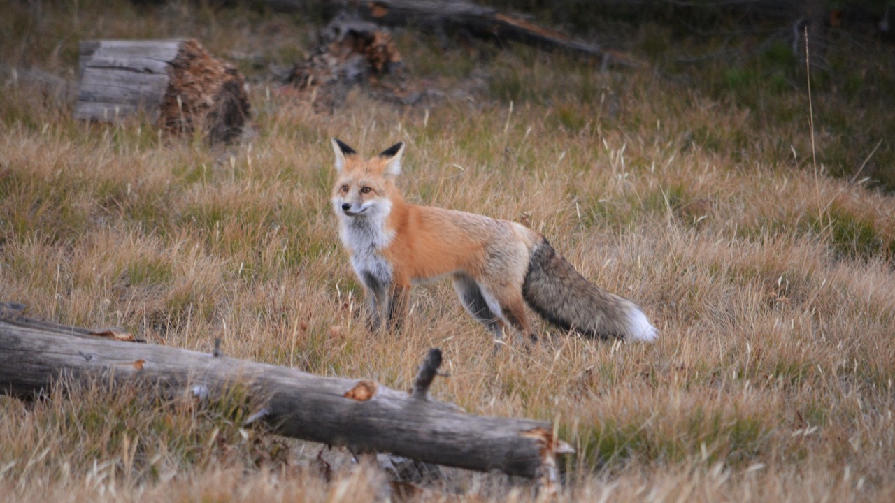 Photo of Outdoor in West Yellowstone