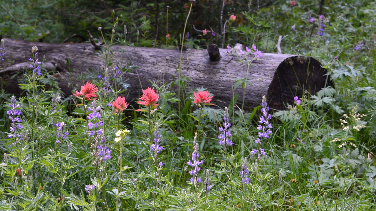 Photo of Outdoor in West Yellowstone