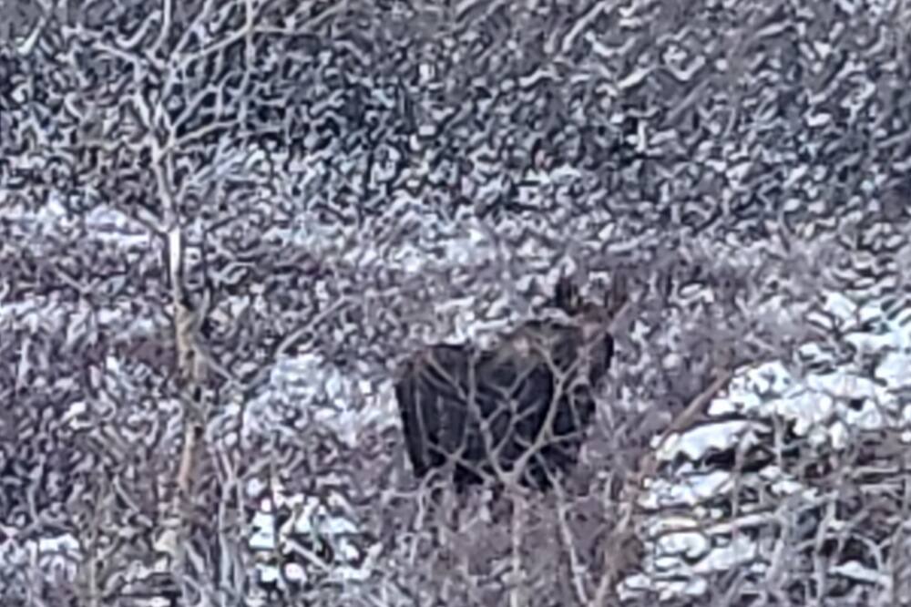 Photo of Outdoor in East Glacier Park Village