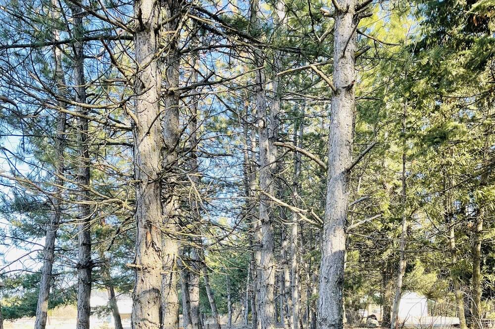 Photo of Outdoor in Post Falls