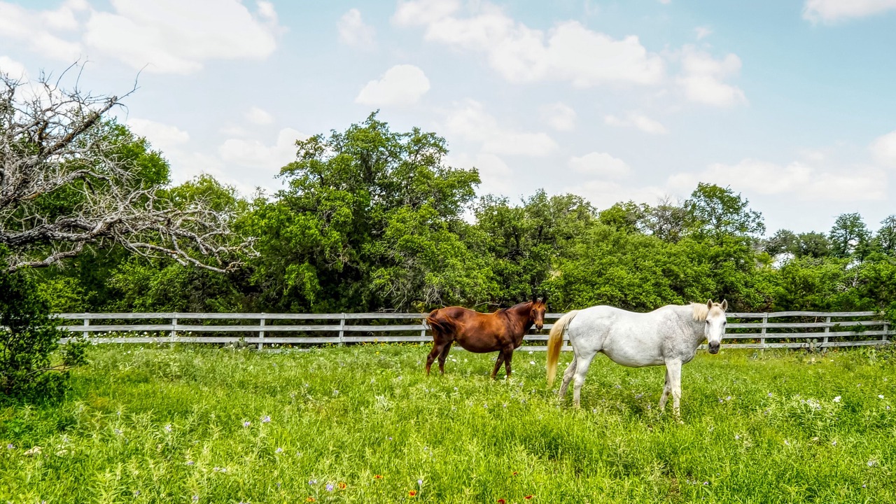 Photo of Outdoor in Paleface Homesteads