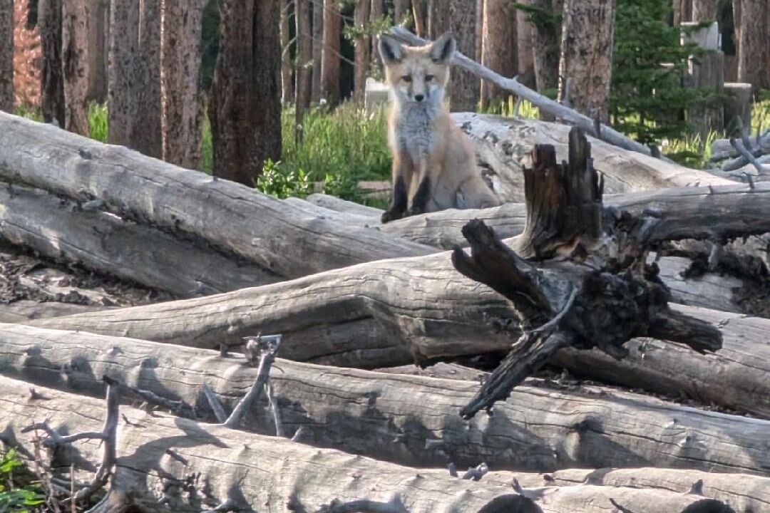Photo of Others in Foxpark