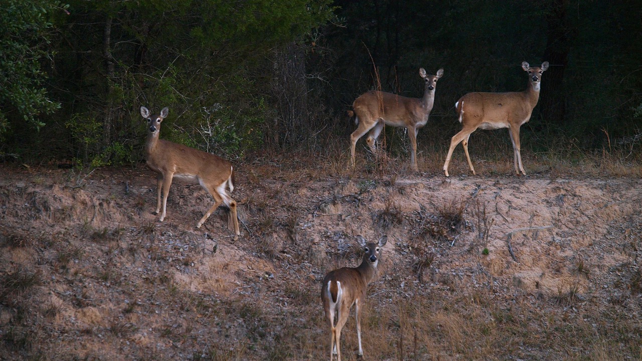 Photo of Others in Cat Spring