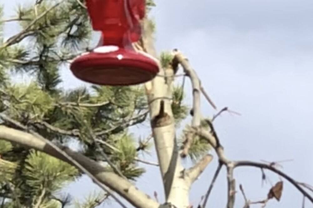 Photo of Others in Red Feather Lakes