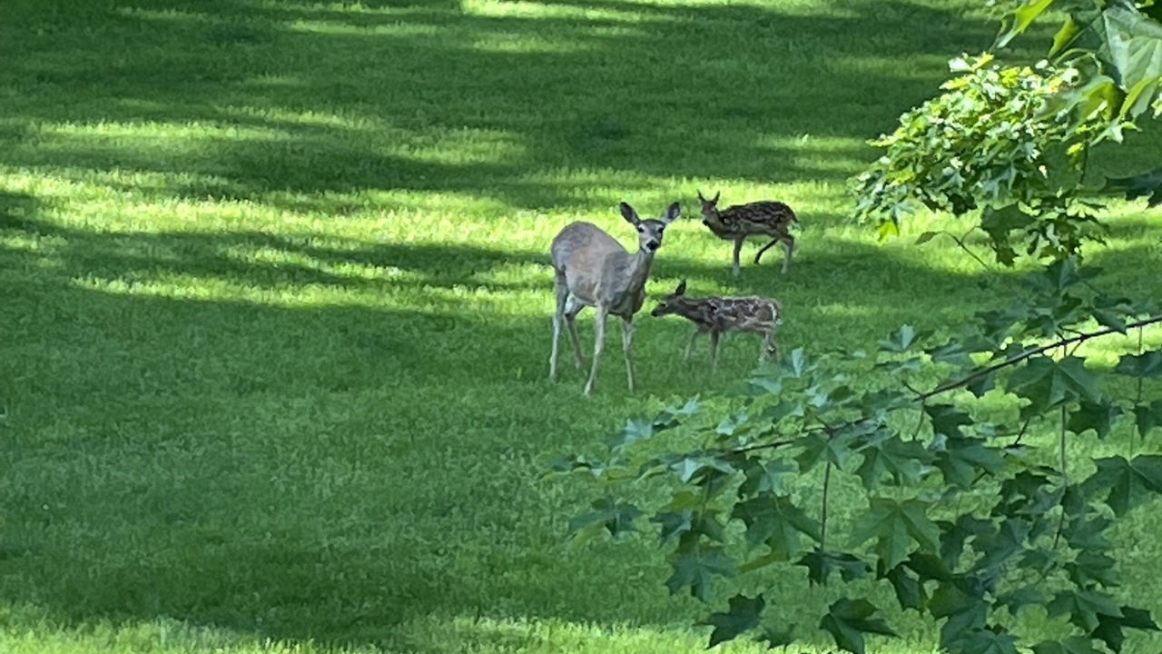 Photo of Others in Spearfish