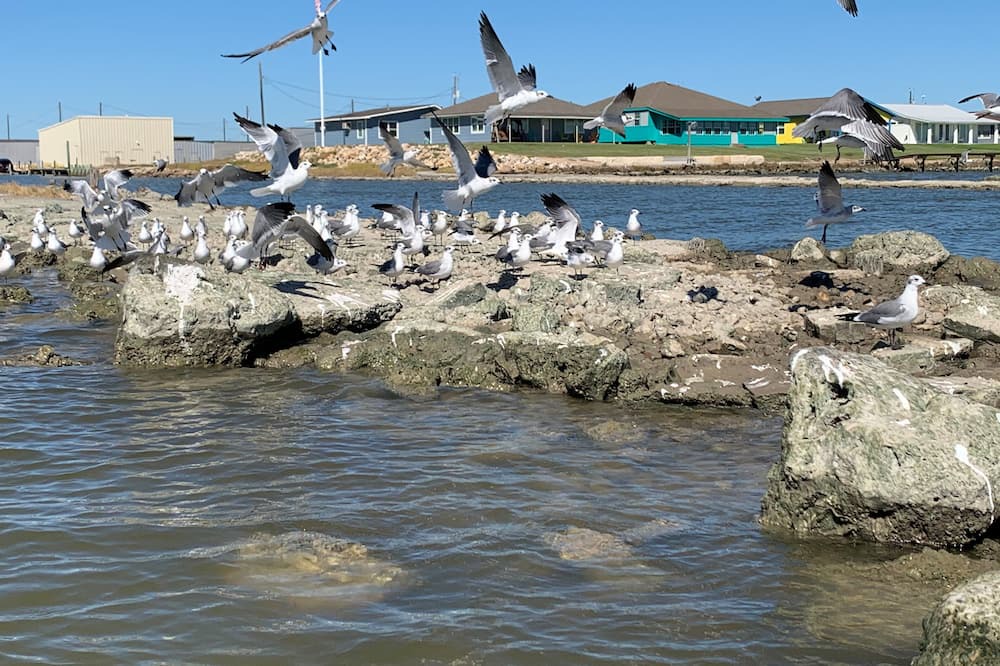 Photo of Others in Port Alto