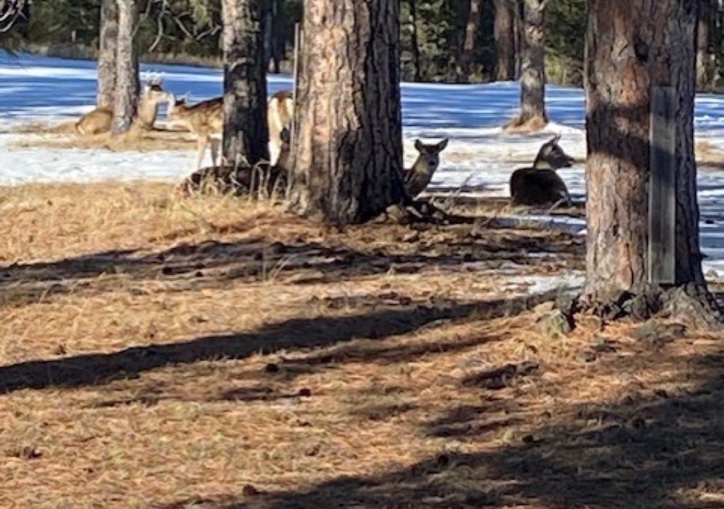 Photo of Others in Custer
