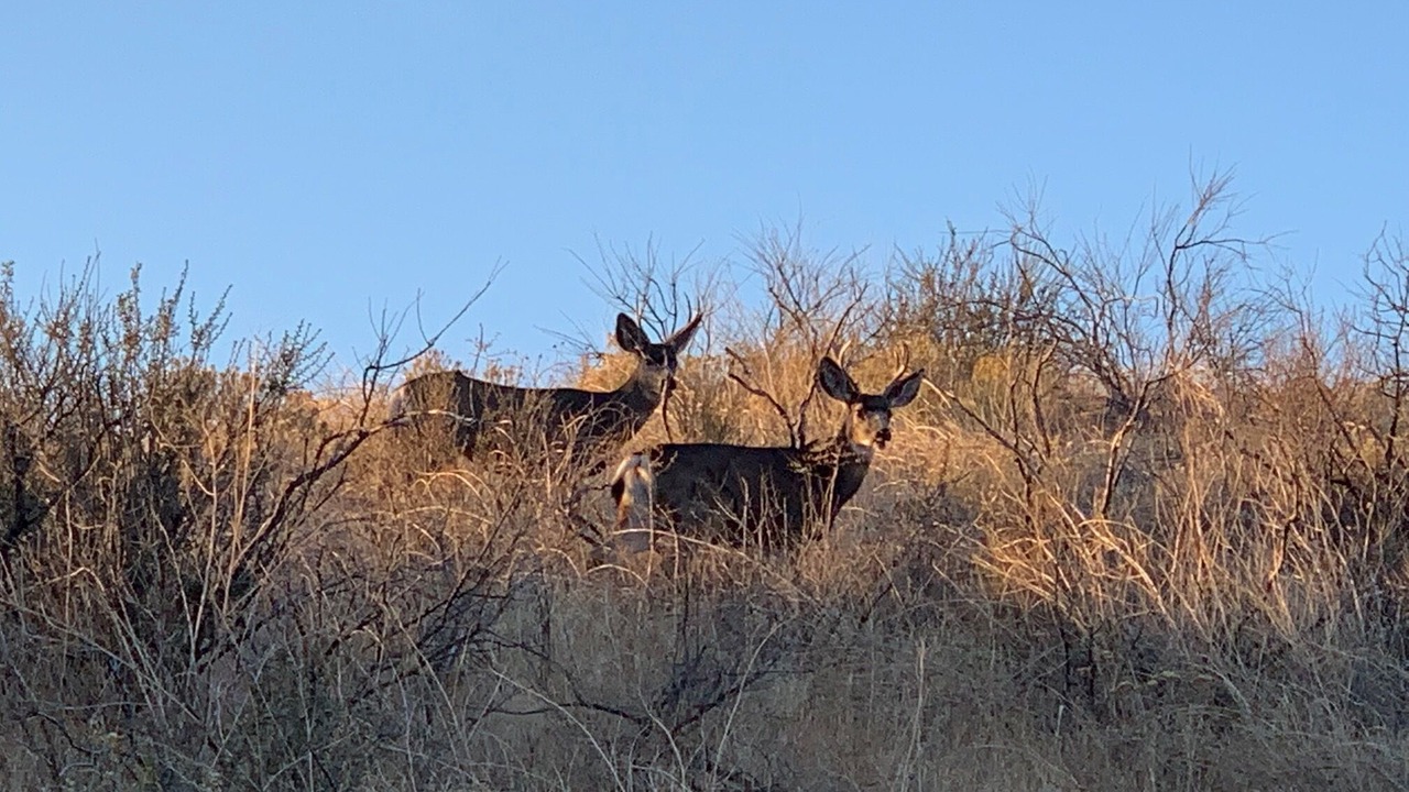 Photo of Others in Garden City