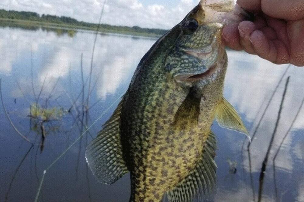 Photo of Others in McComb