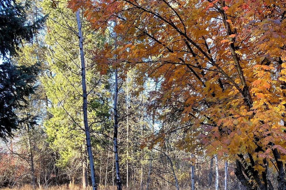 Photo of Outdoor in McCall