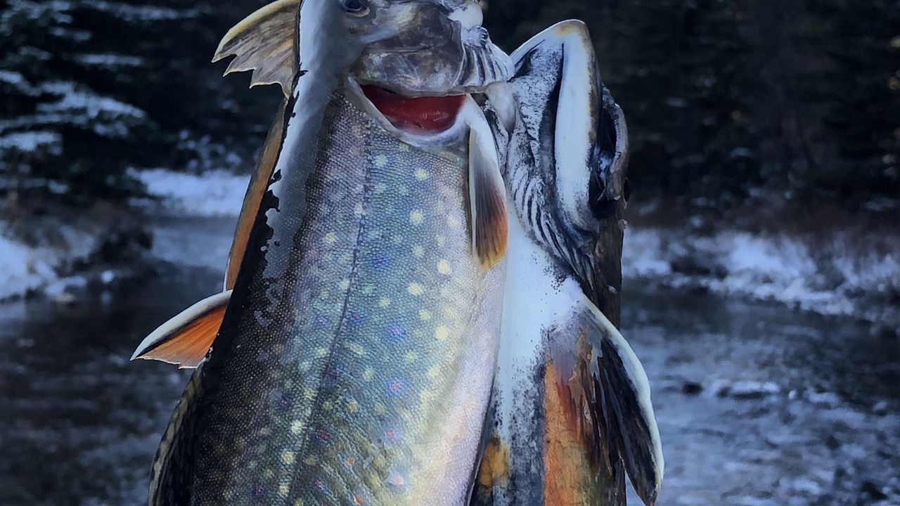Photo of Others in Fishtail