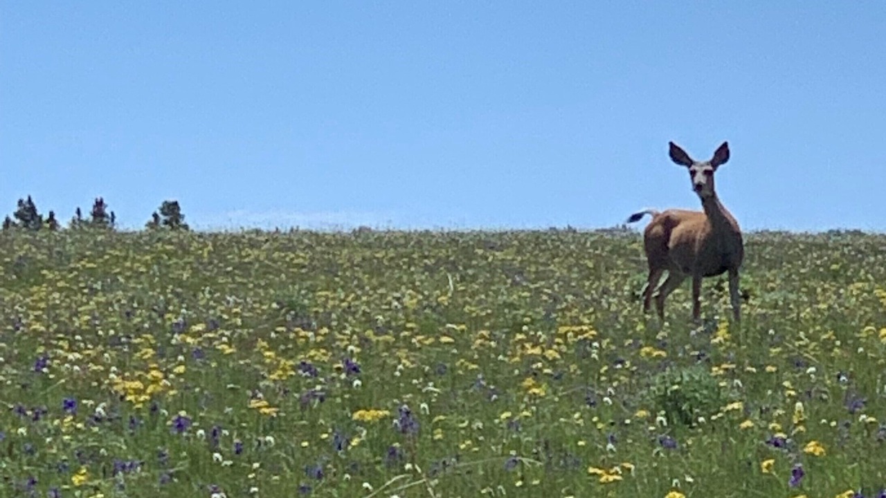 Photo of Outdoor in Worland