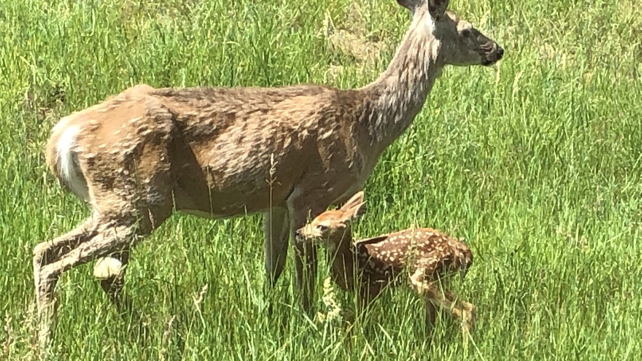Photo of Outdoor in Heron