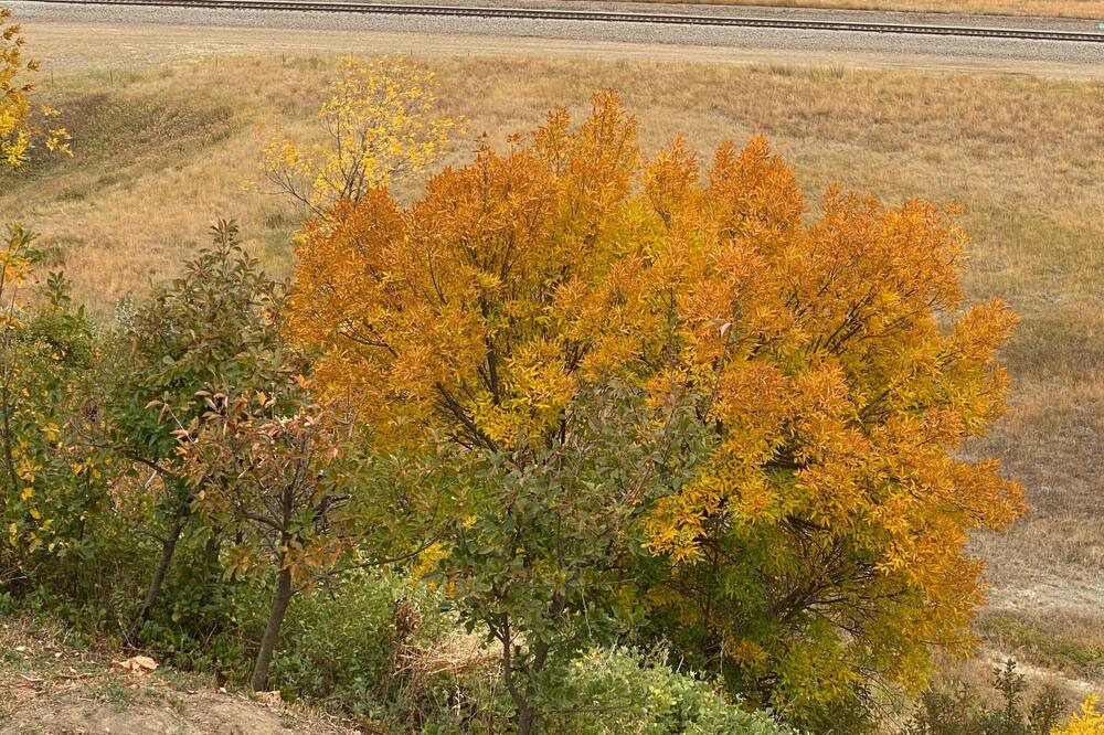 Photo of Outdoor in Williston