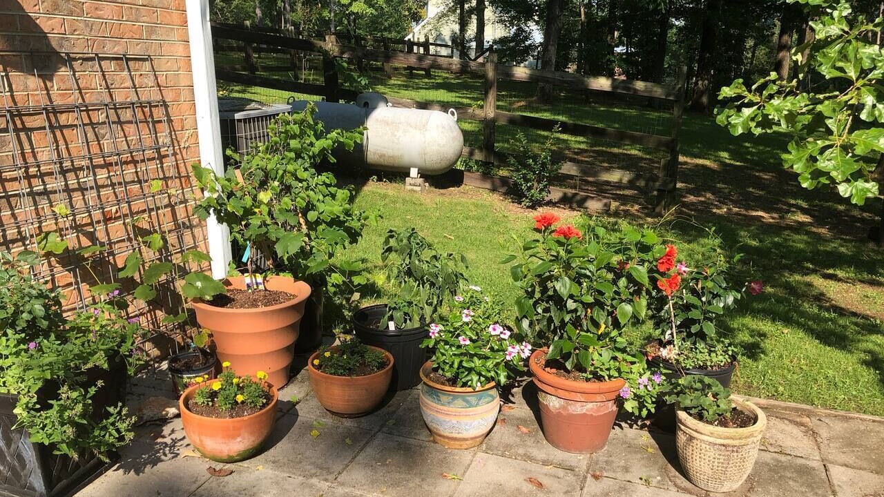 Photo of Patio Balcony in Montevallo