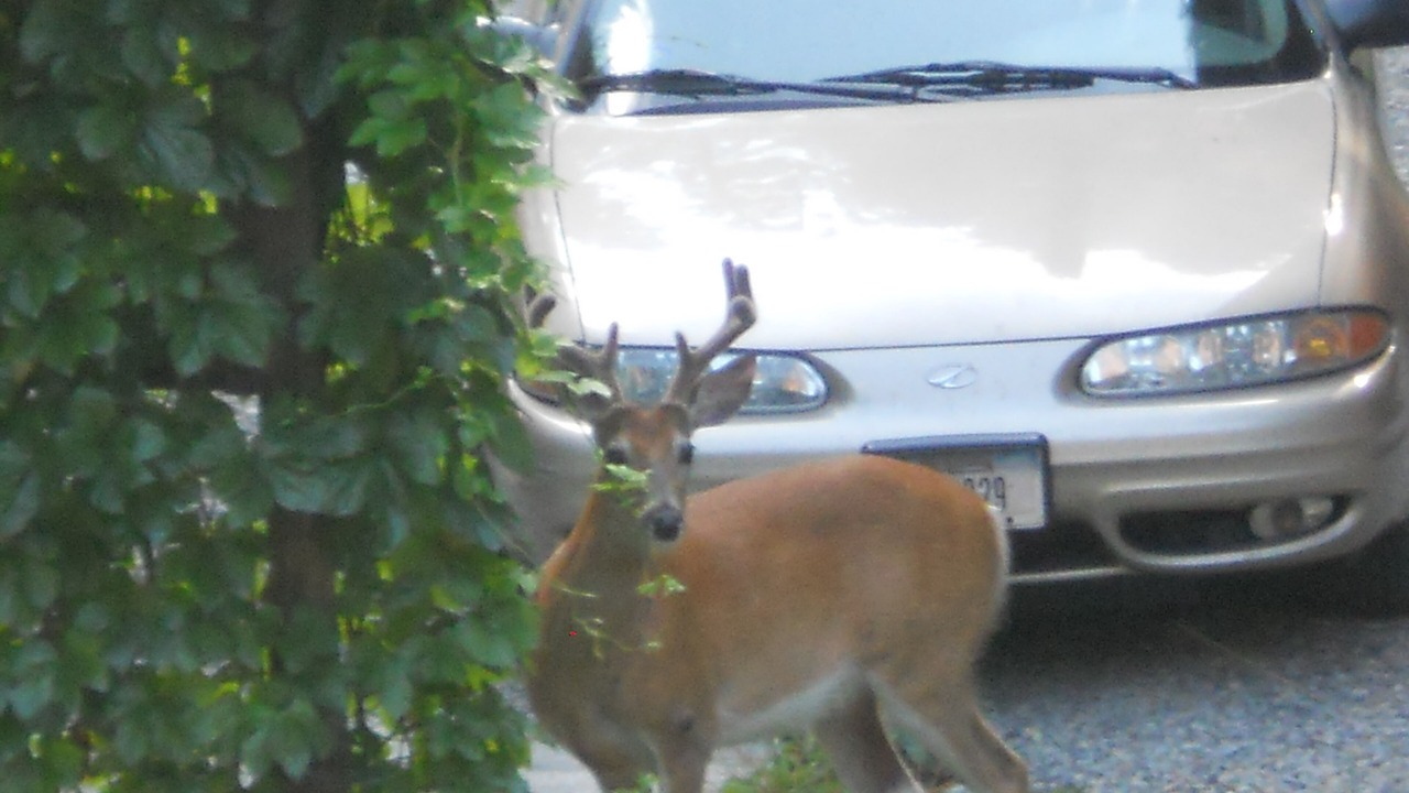 Photo of Outdoor in Troy