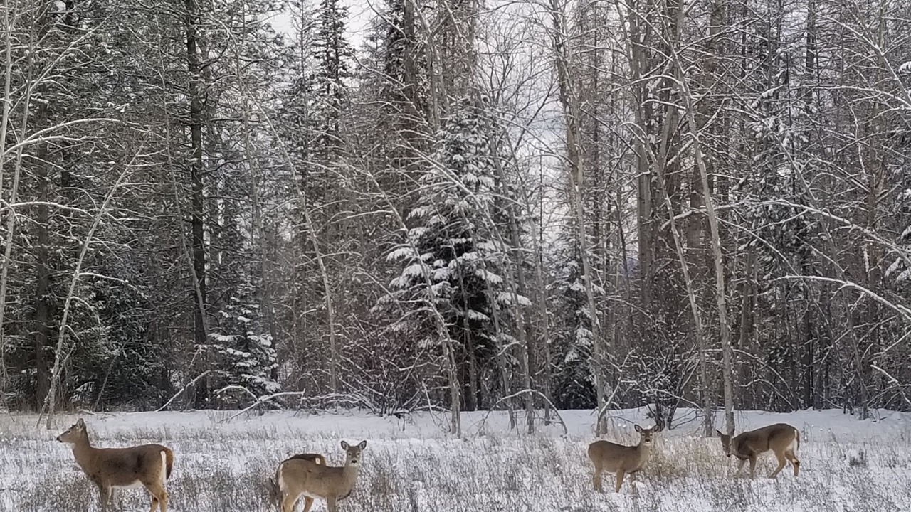 Photo of Outdoor in Libby
