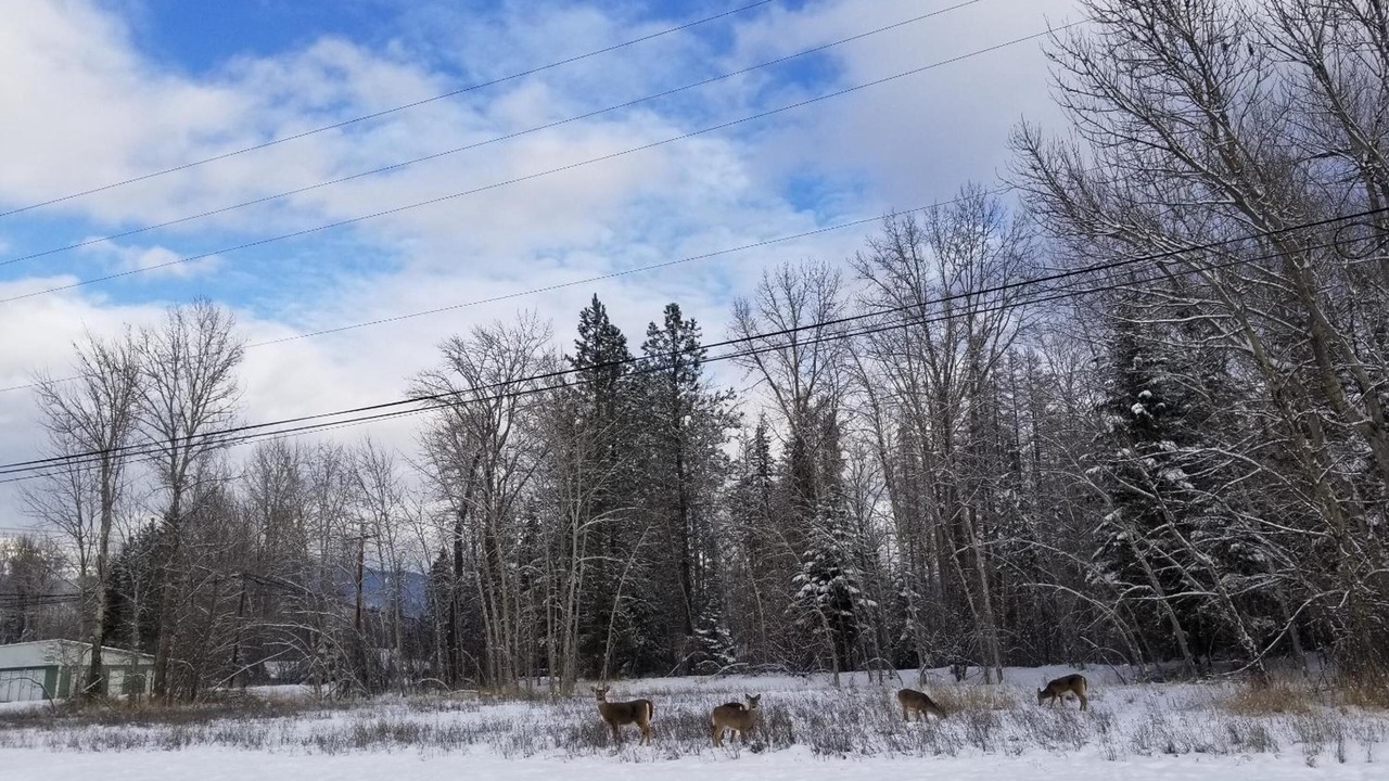 Photo of Outdoor in Libby