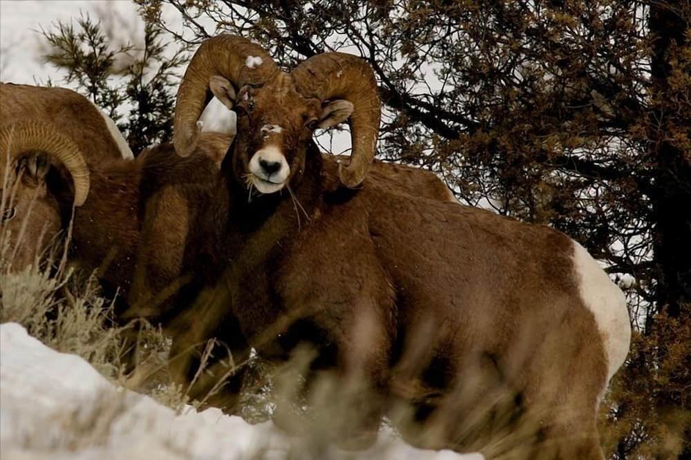Photo of Outdoor in Big Horn