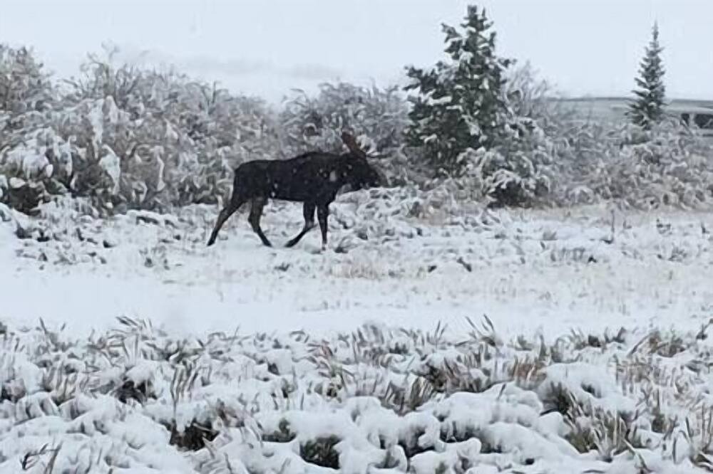 Photo of Others in Walden