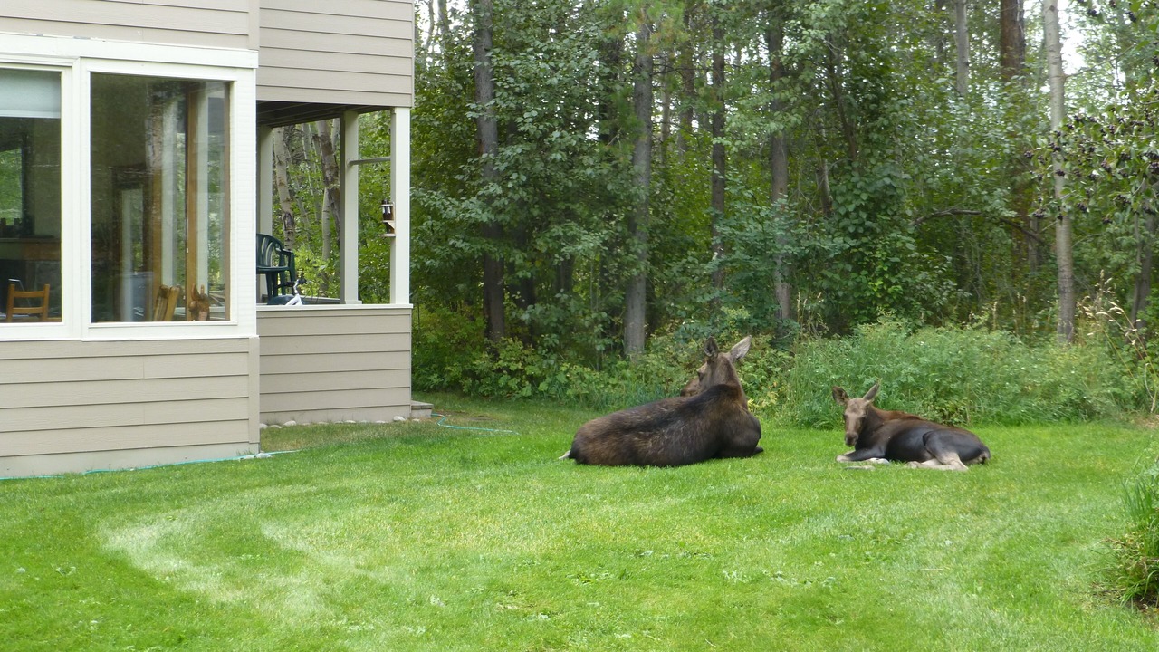 Photo of Outdoor in Moose Wilson Road