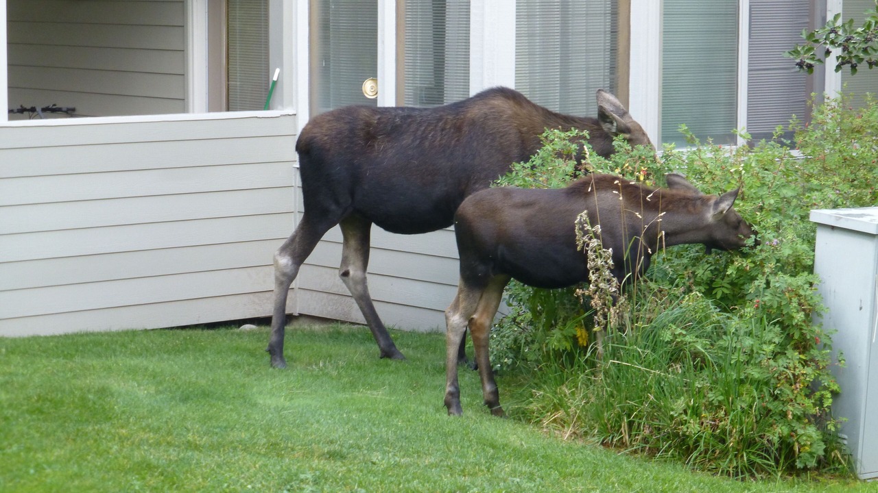 Photo of Outdoor in Moose Wilson Road