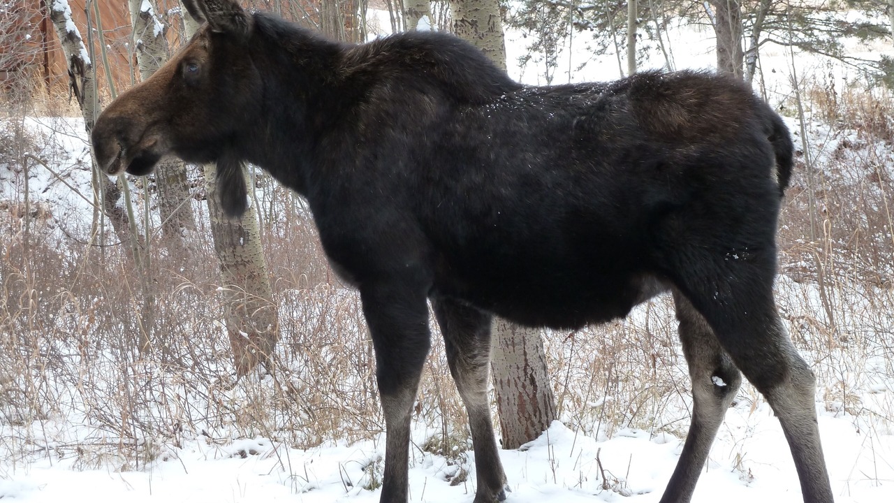 Photo of Others in Moose Wilson Road