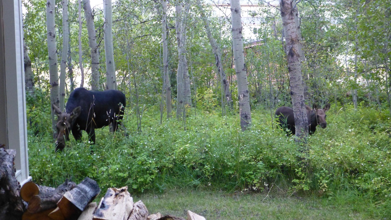Photo of Outdoor in Moose Wilson Road