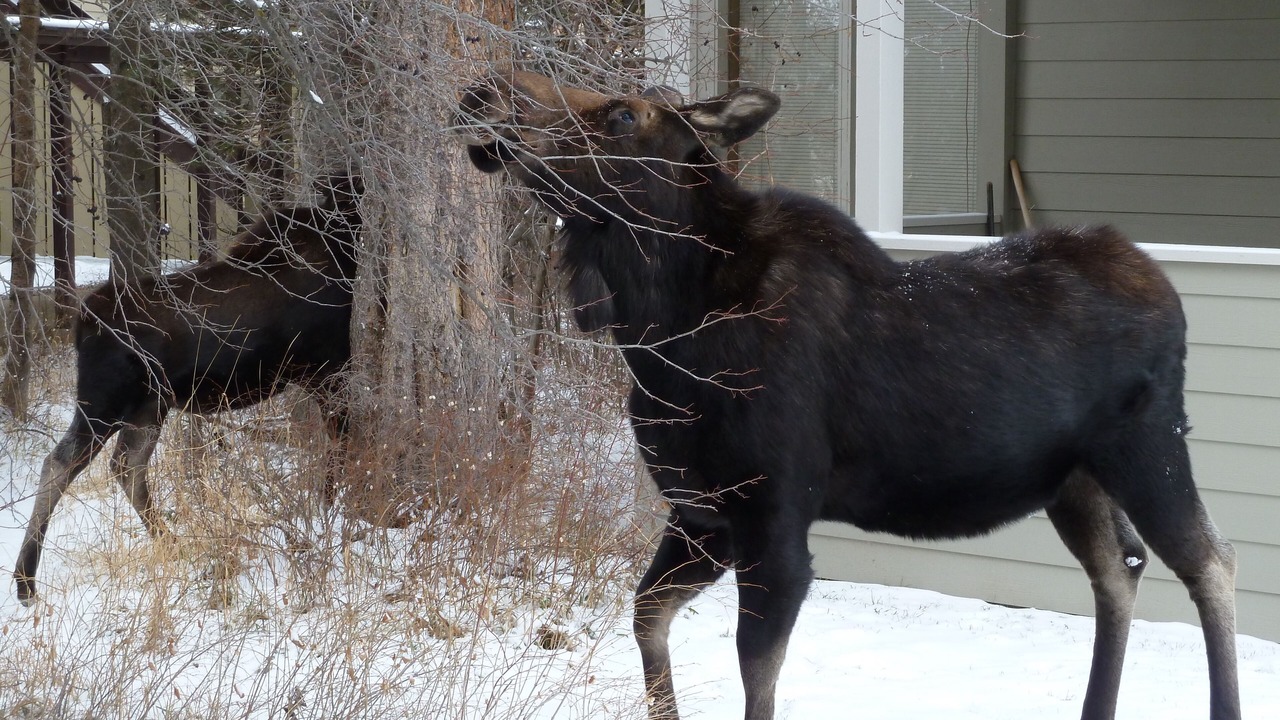 Photo of Others in Moose Wilson Road