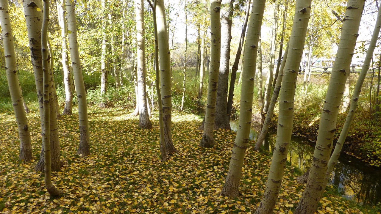 Photo of Outdoor in Moose Wilson Road