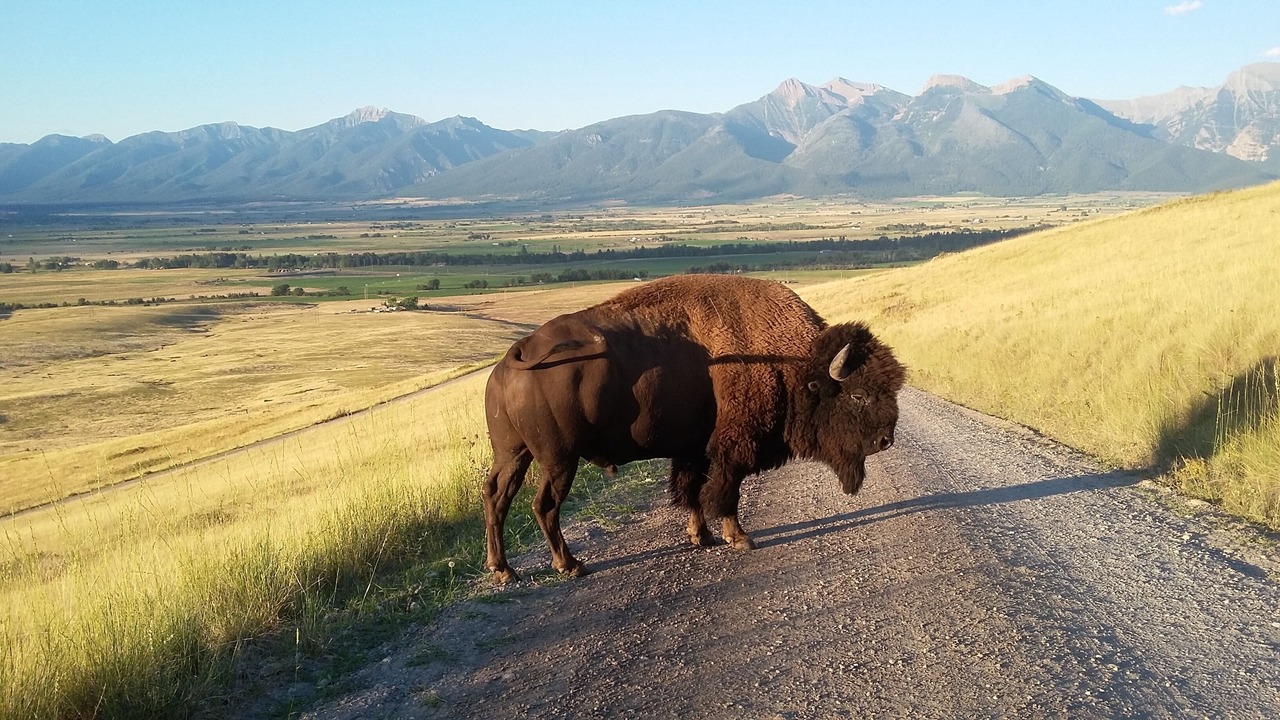 Photo of Outdoor in Polson