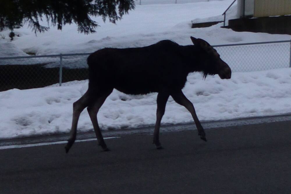 Photo of Outdoor in Mullan