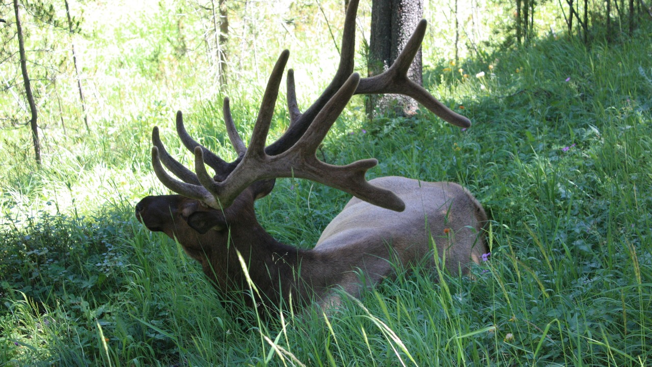 Photo of Outdoor in Island Park