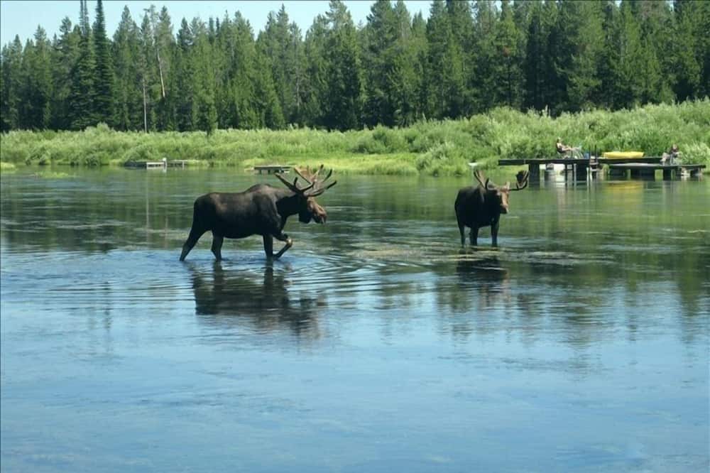 Photo of Others in Island Park