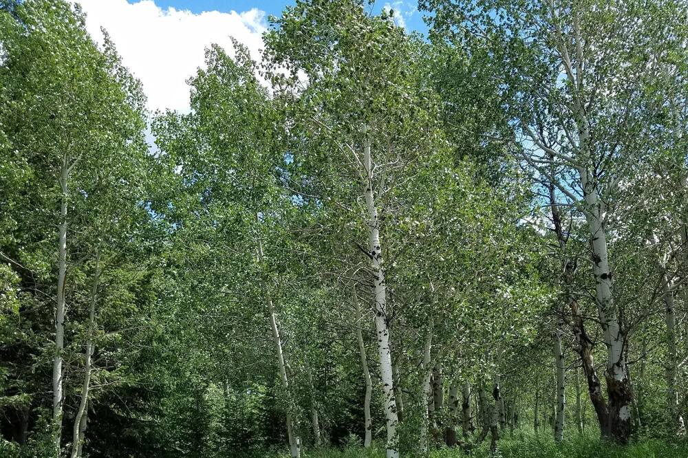 Photo of Outdoor in Island Park