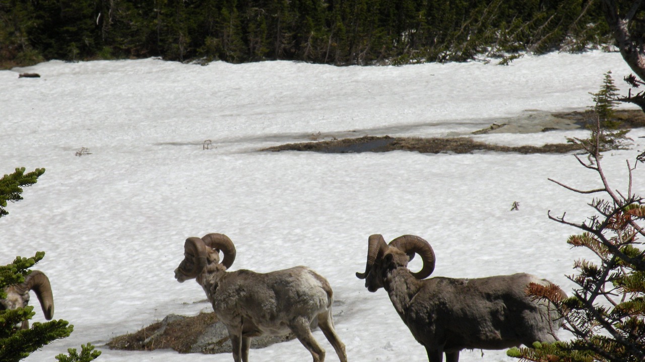 Photo of Others in Polebridge