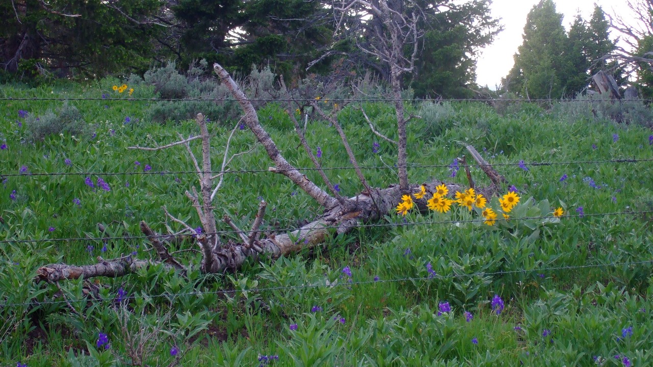 Photo of Outdoor in Shining Mountains