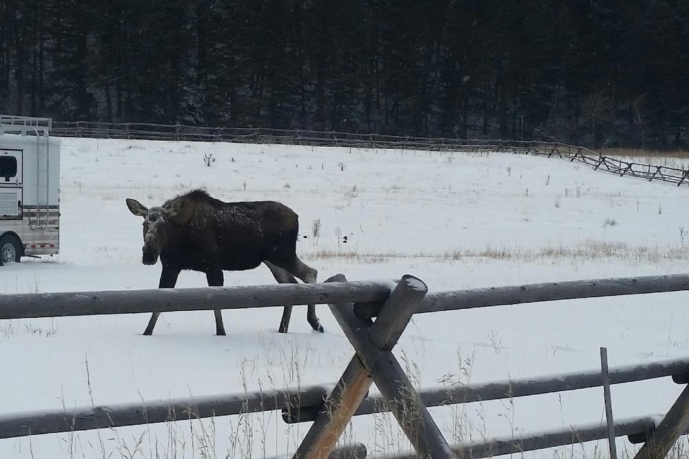 Photo of Outdoor in Gallatin Gateway