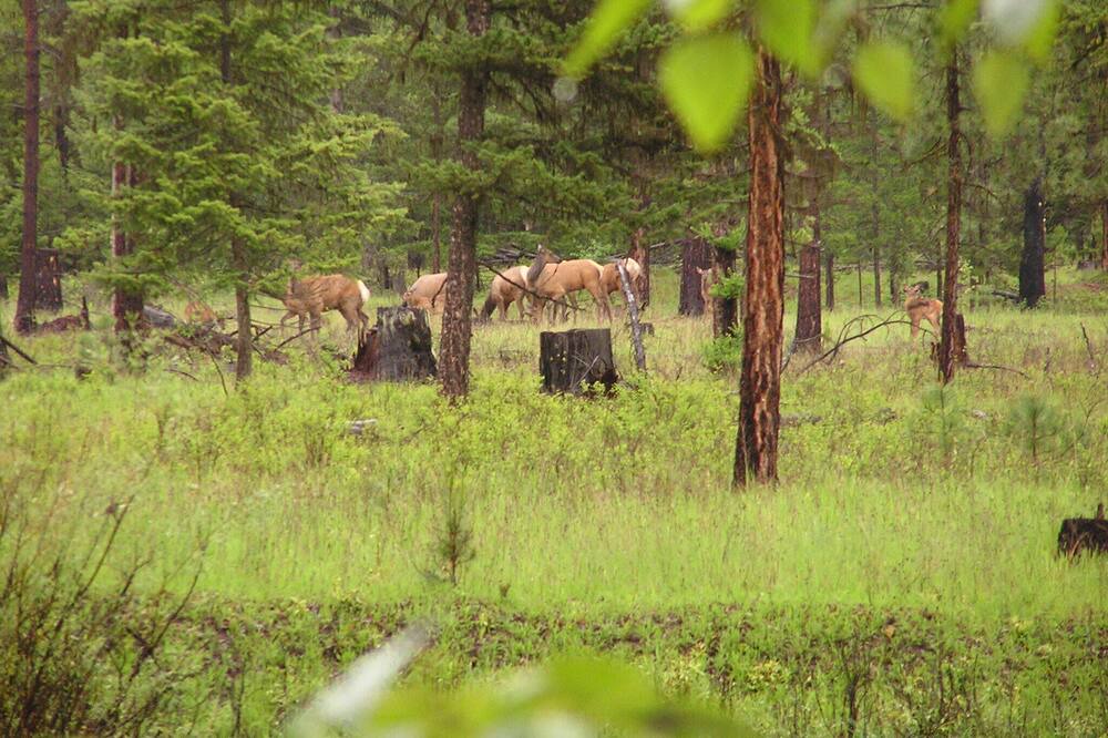 Photo of Others in Libby