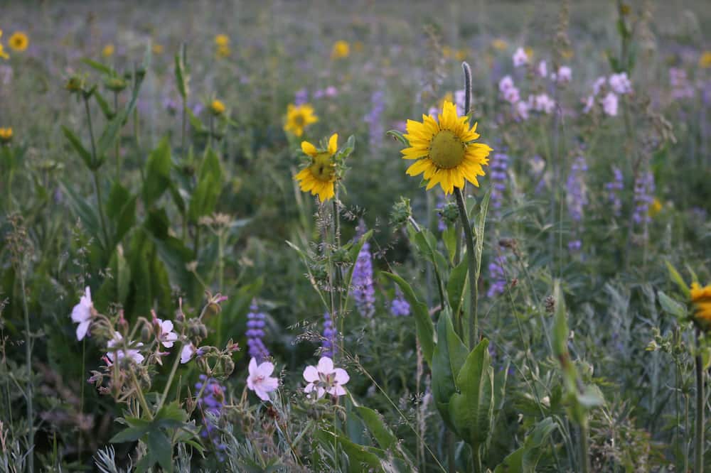 Photo of Outdoor in Moran