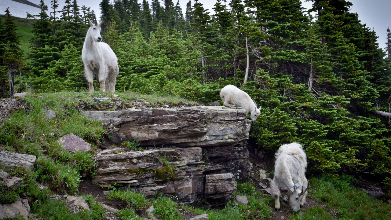 Photo of Outdoor in West Glacier