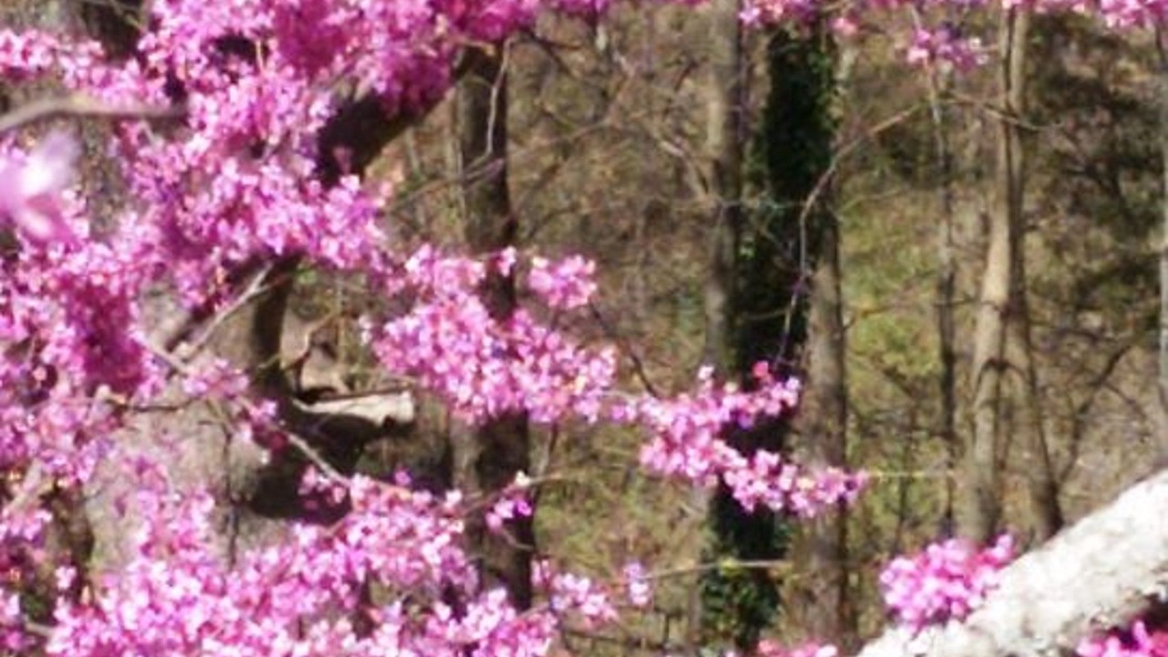 Photo of Others in Eureka Springs Historic District