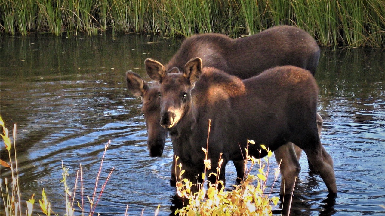 Photo of Others in Pinedale