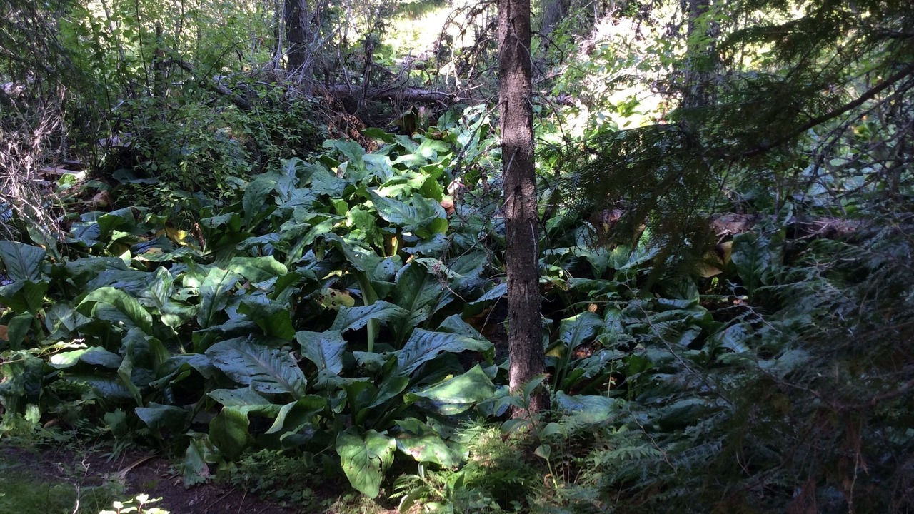 Photo of Outdoor in Columbia Falls