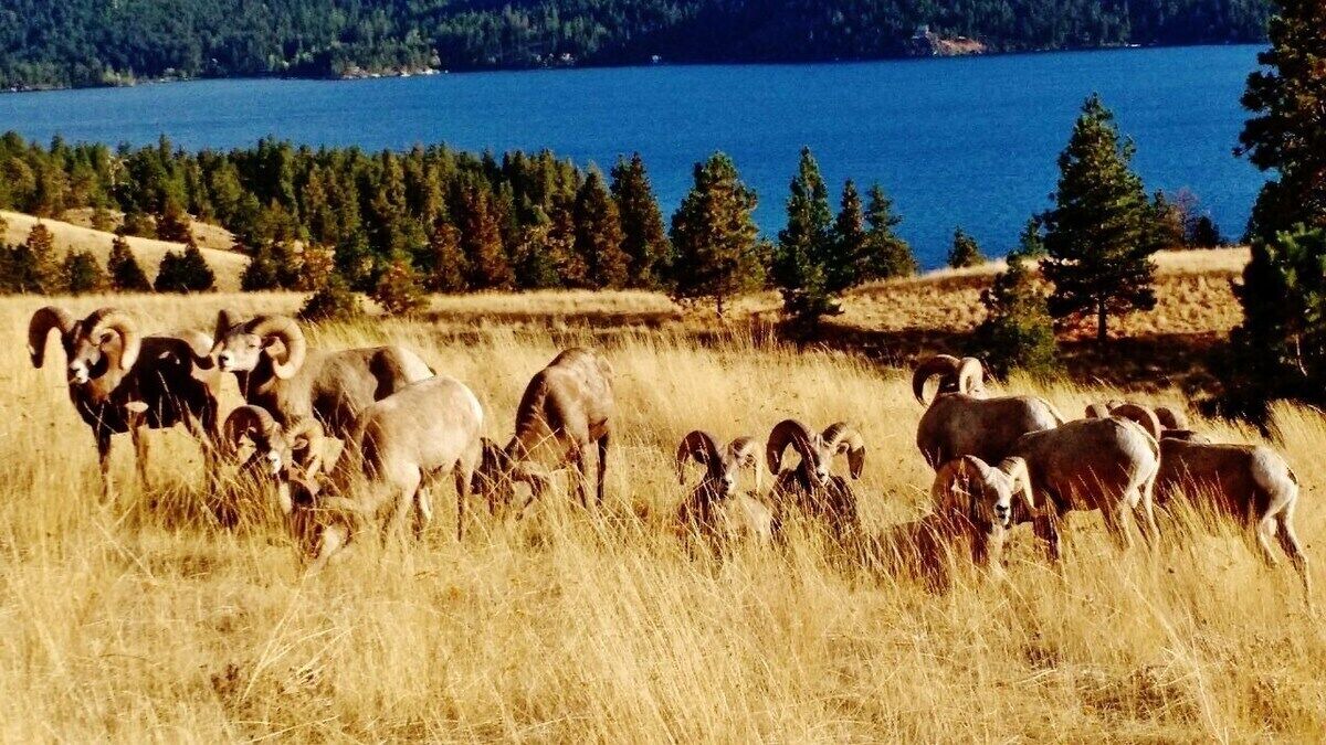 Photo of Outdoor in Browning